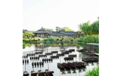 2026潜江夏季团建新篇：贝塔团建以‘长安的荔枝’解锁国风团建新体验